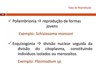  Poliembrionia  reprodução de formas
jovens
Exemplo: Schistosoma mansoni
 Esquizogonia  divisão nuclear seguida da
divisão do citoplasma, constituindo
indivíduos isolados ou merozoítos.
Exemplo: Plasmodium sp.
60
Tipos de Reprodução
 