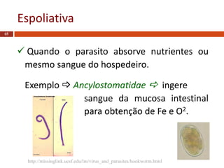 Espoliativa
65
 Quando o parasito absorve nutrientes ou
mesmo sangue do hospedeiro.
Exemplo  Ancylostomatidae  ingere
sangue da mucosa intestinal
para obtenção de Fe e O2.
http://missinglink.ucsf.edu/lm/virus_and_parasites/hookworm.html
 