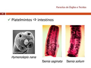 82
 Platelmintos  intestinos
Taenia saginata Taenia solium
Hymenolepis nana
Parasitas de Órgãos e Tecidos
 