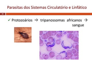 Parasitas dos Sistemas Circulatório e Linfático
84
 Protozoários  tripanossomas africanos 
sangue
 