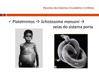 Parasitas dos Sistemas Circulatório e Linfático
85
 Platelmintos  Schistosoma mansoni 
veias do sistema porta
 