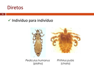 Diretos
96
 Indivíduo para indivíduo
Pediculus humanus
(piolho)
Phthirus pubis
(chato)
 