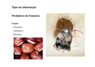 Tipos de alimentação
Predadores de Sementes
Grupos
Coleoptera
Lepidoptera
Hemiptera
 