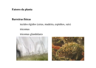 Fatores da planta
Barreiras físicas
tecidos rígidos (ceras, madeira, espinhos, sais)
tricomas
tricomas glandulares
tricomas glandulares
 