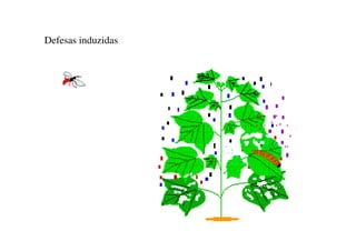 Defesas induzidas
 