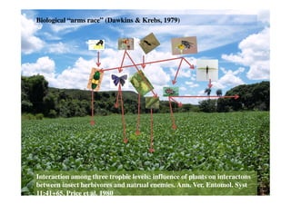 Biological
Biological “
“arms
arms race
race” (
” (Dawkins
Dawkins & Krebs, 1979)
& Krebs, 1979)
Interaction
Interaction among
among three
three trophic
trophic levels
levels:
: influence
influence of
of plants
plants on
on interactons
interactons
between
between insect
insect herbivores
herbivores and
and natrual
natrual enemies
enemies.
. Ann
Ann. Ver. Entomol.
. Ver. Entomol. Syst
Syst
11:41+65.
11:41+65. Price
Price et
et al. 1980
al. 1980
 