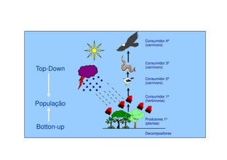 Consumidor 2º
Consumidor 3º
(carnívoro)
Consumidor 4º
(carnívoro)
Top-Down
Produtores 1º
(plantas)
Consumidor 1º
(herbívoros)
Consumidor 2º
(carnívoro)
Decompositores
População
Botton-up
 