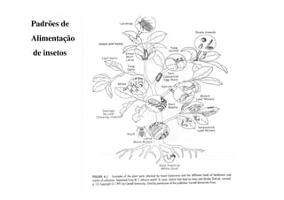 Padrões de
Alimentação
de insetos
 