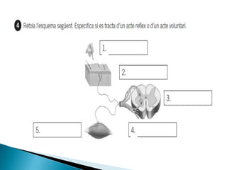 Relació i coordinació