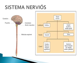 SISTEMA NERVIÓS