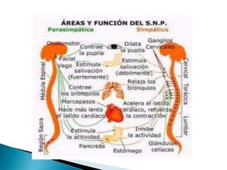 Relació i coordinació