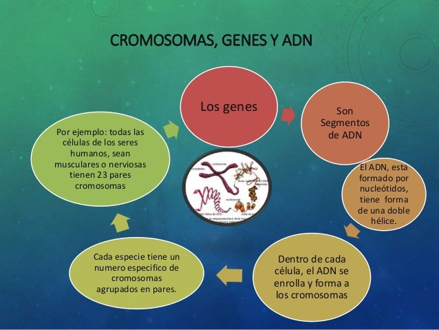 Resultado de imagen de cromosoma, gen y adn esquema