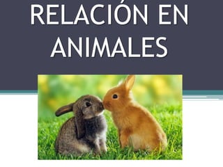 RELACIÓN EN
ANIMALES
 