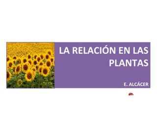 LA RELACIÓN EN LAS
PLANTAS
E. ALCÁCER
 