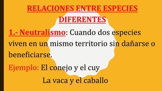RELACIONES ENTRE ESPECIES
DIFERENTES
1.- Neutralismo: Cuando dos especies
viven en un mismo territorio sin dañarse o
beneficiarse.
Ejemplo: El conejo y el cuy
La vaca y el caballo