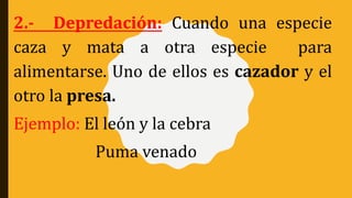 2.- Depredación: Cuando una especie
caza y mata a otra especie para
alimentarse. Uno de ellos es cazador y el
otro la presa.
Ejemplo: El león y la cebra
Puma venado