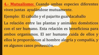 4.- Mutualismo: Cuando ambas especies diferentes
viven juntas ayudándose mutuamente.
Ejemplo: El caballo y el pajarito guardacaballo
La relación entre las plantas y animales domésticos
con el ser humano. Esta relación es beneficiosa para
ambos organismos. El ser humano cuida de ellos y
ellos le proporcionan al hombre alegría y compañía, y
en algunos casos protección.