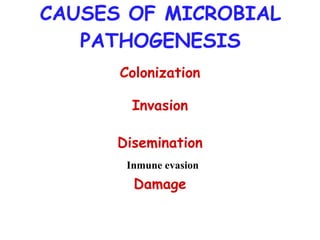CAUSES OF MICROBIAL PATHOGENESIS Colonization Invasion Disemination Damage Inmune evasion 
