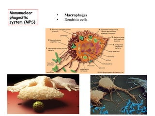 Mononuclear phagocitic system (MPS) Macrophages Dendritic cells 