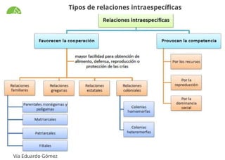 RELACIÓN INTRA E INTERESPECIFICA_CICLO BIOGEOQUIMICOS.pptx