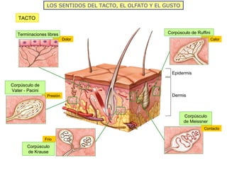 Reseptor Pacini Ruffini Relación y coordinación humana ii los sentidos y el aparato locomotor ...