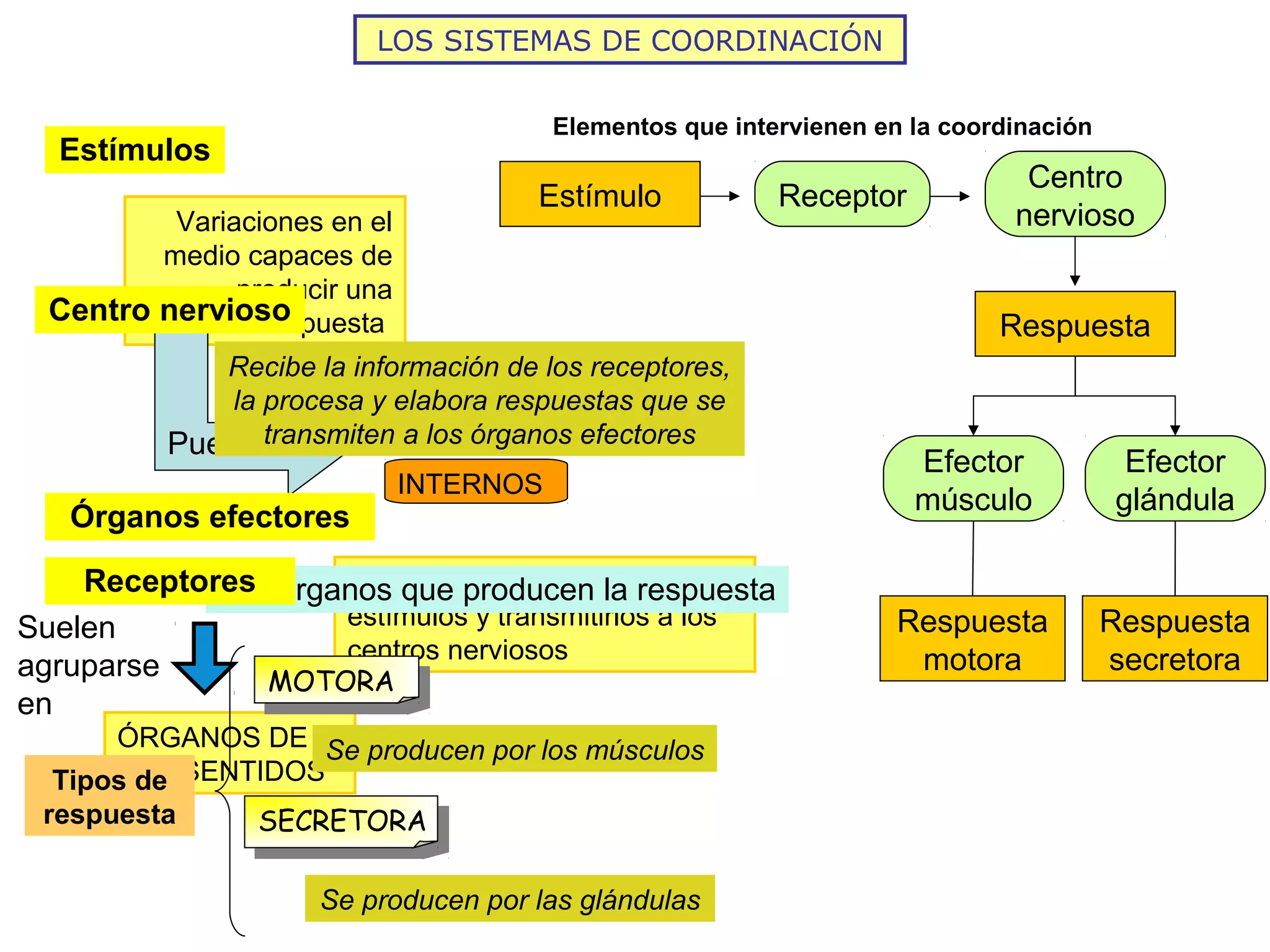 Relación y coordinación humana i sistemas nervioso y hormonal 2012 | PPT