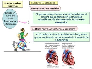 Sistema nervioso   EL SISTEMA NERVIOSO
    periférico
                   Sistema nervioso somático
 Desde un              ...