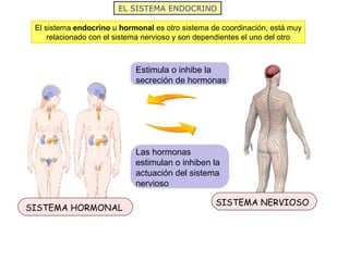 EL SISTEMA ENDOCRINO

 El sistema endocrino u hormonal es otro sistema de coordinación, está muy
     relacionado con el s...