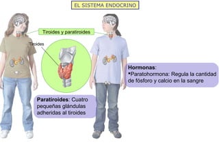 EL SISTEMA ENDOCRINO




       Tiroides y paratiroides

Tiroides




                                       Hormonas:
   ...