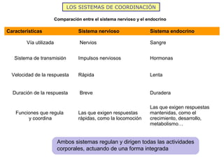 LOS SISTEMAS DE COORDINACIÓN

                        Comparación entre el sistema nervioso y el endocrino

Característica...