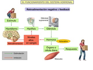 EL FUNCIONAMIENTO DEL SISTEMA HORMONAL


                        Retroalimentación negativa o feedback


                 ...