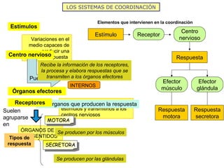 LOS SISTEMAS DE COORDINACIÓN

                                         Elementos que intervienen en la coordinación
  Estí...