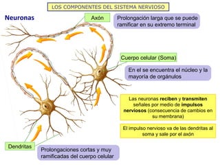 LOS COMPONENTES DEL SISTEMA NERVIOSO

Neuronas                        Axón         Prolongación larga que se puede
       ...