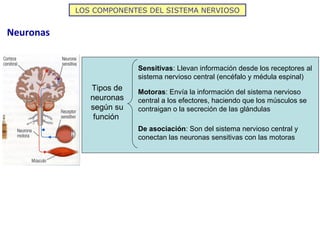 LOS COMPONENTES DEL SISTEMA NERVIOSO


Neuronas


                         Sensitivas: Llevan información desde los recept...