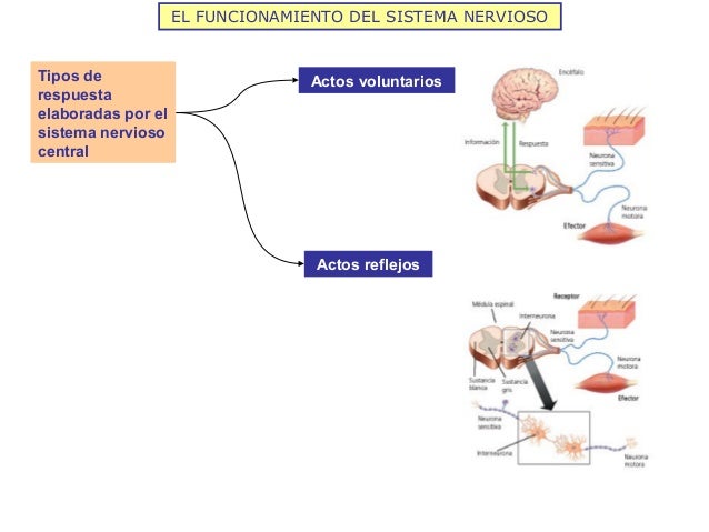 Relación y coordinación humana i sistemas nervioso y