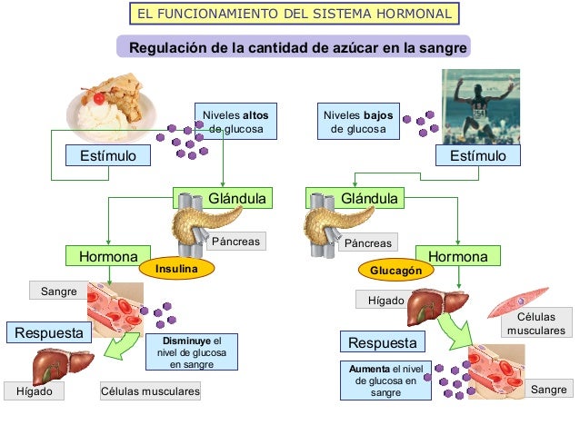 Relación y coordinación humana i sistemas nervioso y Relación y coordinación humana i sistemas nervioso y