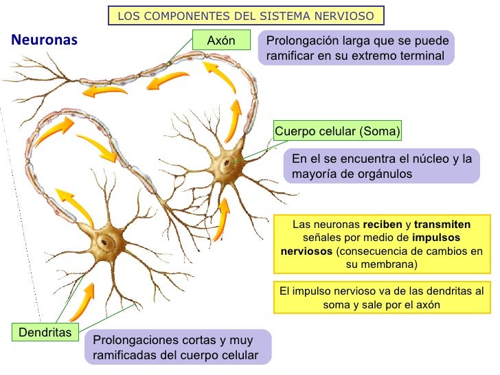 Resultado de imagen de las neuronas y sus partes