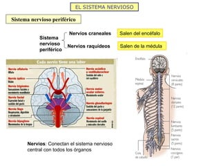 EL SISTEMA NERVIOSO

Sistema nervioso periférico

                        Nervios craneales     Salen del encéfalo
           Sistema
           nervioso     Nervios raquídeos     Salen de la médula
           periférico




      Nervios: Conectan el sistema nervioso
      central con todos los órganos
 