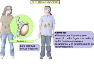 EL SISTEMA ENDOCRINO




                              Hormonas:
                              Testosterona: Interviene en el
                              desarrollo de los órganos sexuales y
Testículos                    de los caracteres sexuales
                              secundarios y en la formación de los
   Es la glándula             espermatozoides
   sexual masculina
 
