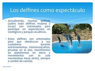 Actualmente, muchos delfines
(sobre todo delfines mulares y
orcas) son entrenados para
participar en espectáculos en
zoológicos y parques acuáticos.
Estos delfines son entrenados
para que obedezcan a sus
cuidadores durante
entrenamientos intensivos(saltos,
piruetas en el aire, movimientos
en plataformas en tierra y
movimientos con la cola
moviéndose hacia atrás), siempre
a cambio de comida.
Los delfines como espectáculo
Mundo Marino
 
