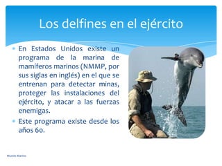 En Estados Unidos existe un
programa de la marina de
mamíferos marinos (NMMP, por
sus siglas en inglés) en el que se
entrenan para detectar minas,
proteger las instalaciones del
ejército, y atacar a las fuerzas
enemigas.
Este programa existe desde los
años 60.
Los delfines en el ejército
Mundo Marino
 