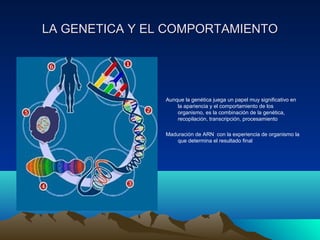 LA GENETICA Y EL COMPORTAMIENTOLA GENETICA Y EL COMPORTAMIENTO
Aunque la genética juega un papel muy significativo en
la apariencia y el comportamiento de los
organismo, es la combinación de la genética,
recopilación, transcripción, procesamiento
Maduración de ARN con la experiencia de organismo la
que determina el resultado final
 