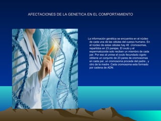 AFECTACIONES DE LA GENETICA EN EL COMPORTAMIENTOAFECTACIONES DE LA GENETICA EN EL COMPORTAMIENTO
La información genética se encuentra en el núcleo
de cada una de las células del cuerpo humano. En
el núcleo de estas células hay 46 cromosomas,
repartidos en 23 parejas. El ovulo y el
espermatozoide solo reciben un miembro de cada
par. Por eso al unirse el ovulo fecundado cigoto
obtiene un conjunto de 23 pares de cromosomas
en cada par, un cromosoma procede del padre , y
otro de la madre. Cada cromosoma esta formado
por cadena de ADN.
 