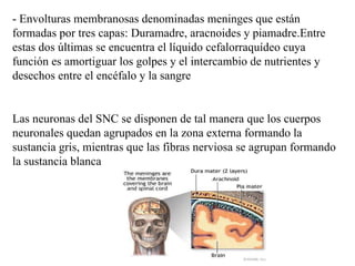 - Envolturas membranosas denominadas meninges que están formadas por tres capas: Duramadre, aracnoides y piamadre.Entre estas dos últimas se encuentra el líquido cefalorraquídeo cuya función es amortiguar los golpes y el intercambio de nutrientes y desechos entre el encéfalo y la sangre Las neuronas del SNC se disponen de tal manera que los cuerpos neuronales quedan agrupados en la zona externa formando la sustancia gris, mientras que las fibras nerviosa se agrupan formando la sustancia blanca 