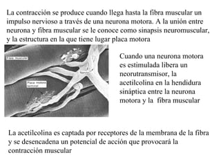 La contracción se produce cuando llega hasta la fibra muscular un impulso nervioso a través de una neurona motora. A la unión entre neurona y fibra muscular se le conoce como sinapsis neuromuscular, y la estructura en la que tiene lugar placa motora Cuando una neurona motora es estimulada libera un neorutransmisor, la acetilcolina en la hendidura sináptica entre la neurona motora y la  fibra muscular La acetilcolina es captada por receptores de la membrana de la fibra y se desencadena un potencial de acción que provocará la contracción muscular 