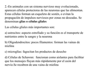 2.-En animales con un sistema nervioso muy evolucionado, aparecen células protectoras de las neuronas que las alimentan. Estas células forman un esqueleto de sostén, o evitan la propagación de impulsos nerviosos por zonas no deseadas. Se denominan  glías o células gliales Las células gliales más importantes son: a) astrocitos: aspecto estrellado y su función es el transporte de nutrientes entre la sangre y la neurona b) Oligodendrocitos: pocos filamentos: forman las vainas de mielina c) microglías: fagocitan los productos de desecho d) Células de Schawnn:  funcionan como aislantes para facilitar que los mensajes fluyan más rápidamente por el axón del nervio.Se recubren de una vaina de mielina 