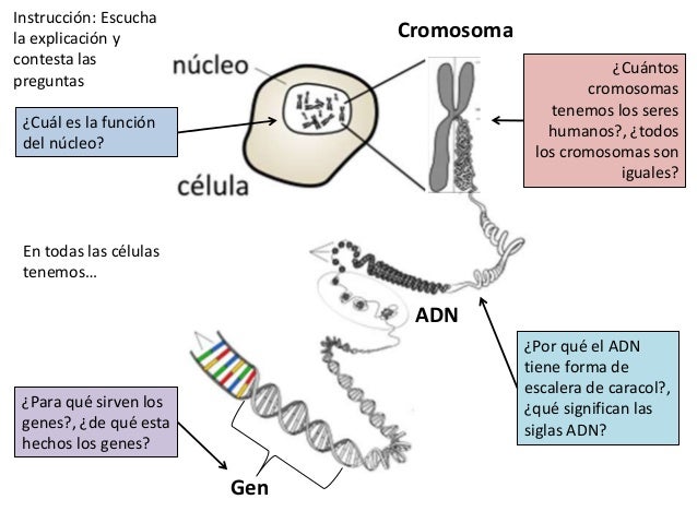 Relacion Entre Adn Cromosomas Y Genes