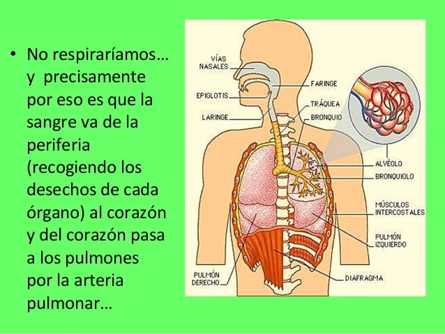 RELACION ENTRE EL SISTEMA CIRCULATORIO Y RESPIRATORIO BY: AIXA