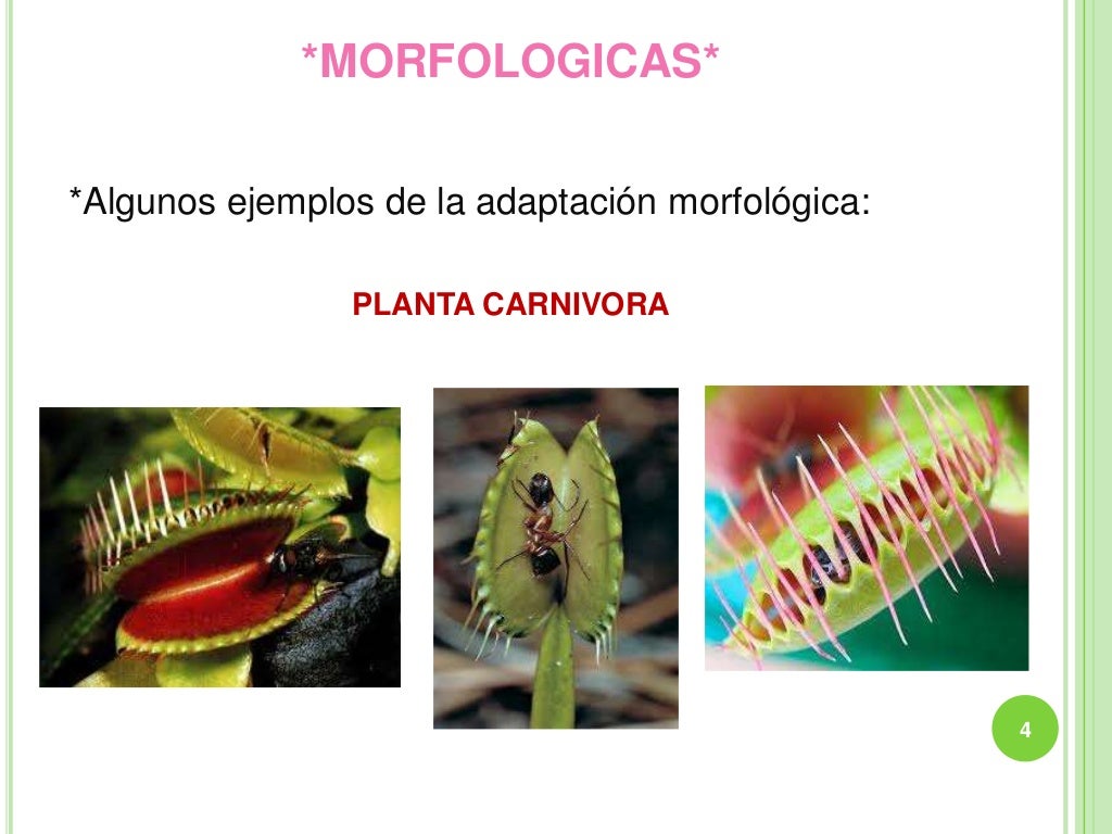 Relacion entre la adaptacion y la sobrevivencia