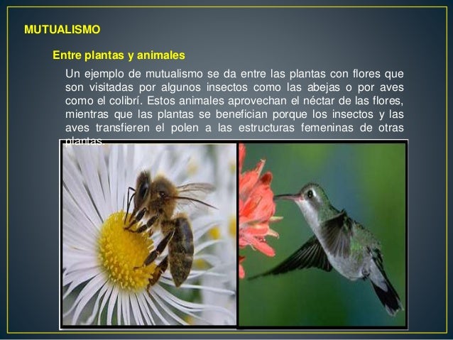 Que sacar a los parásitos a los pájaros
